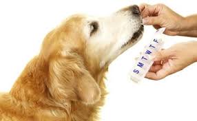 Animal Vitamin Supplements: Boosting Health and Vitality