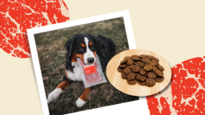 4Health Dog Food in USA: A Nutritious Choice for Your Furry Friend