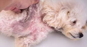 Skin Issues in Dogs: Causes, Symptoms, Treatments, and Prevention Tips