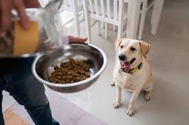 The Importance of Weight Management Dog Food 