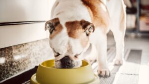 The best wet puppy food: A Guide for Pet Parents 
