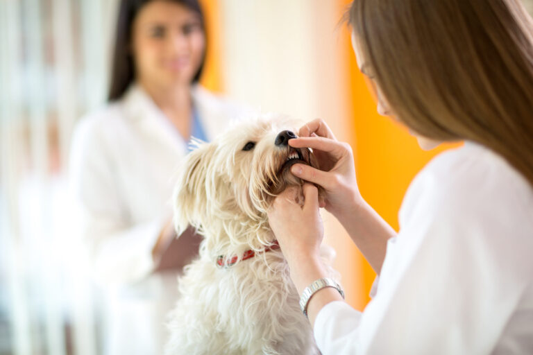 Dental Care Tips for Dogs and Cats: Effective Ways to Protect Your Pet’s Smile