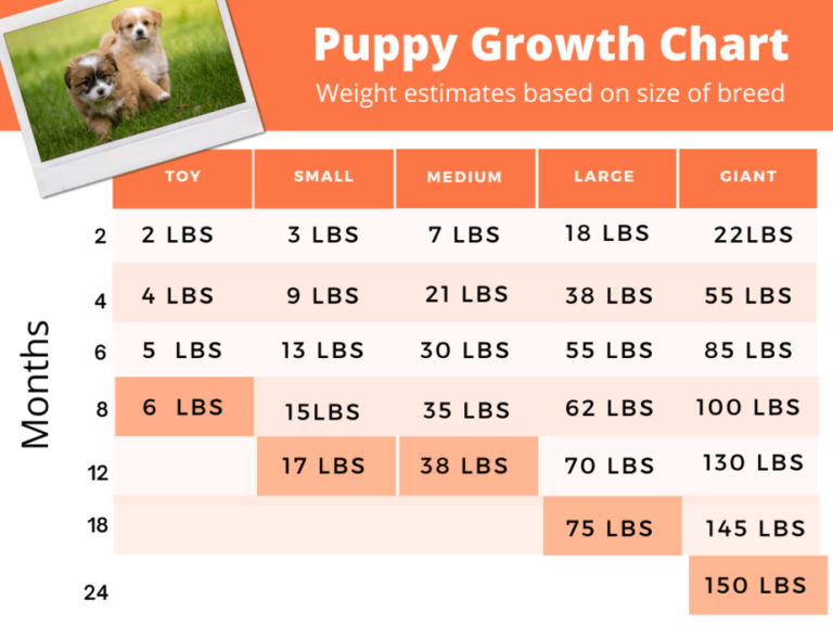 Puppy Growth Chart: How Your Dog Will Develop And What To Expect!