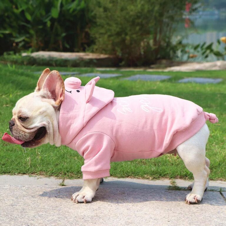 Best Clothes for a Small Dog: Styles, Tips & Safety