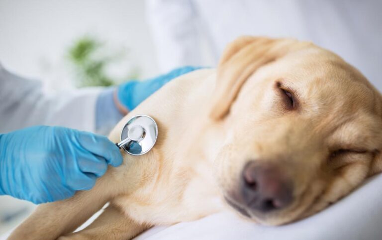 HEALTH. Animalspethealth