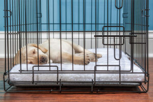 How to Crate Train a Dog Without Stress or Struggles
