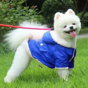 clothes for a small dog in Style and Comfort
