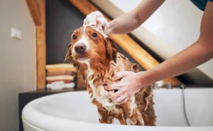 Your Guide to Dog Grooming at Home