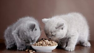 Best Kitten Wet Food. Animalspethealth