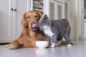 Easy Pet Care Simplifying Life with Your Furry Friends