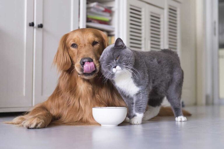 Easy Pet Care Simplifying Life with Your Furry Friends