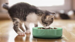 Best Dry Kitten Food for Healthy Growth and Happy Mealtimes