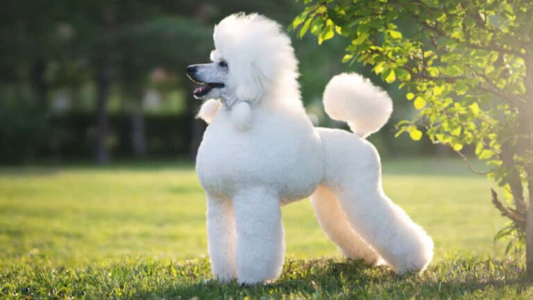 How to Groom a Poodle at Home Easily
