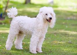 Poodle Skin Problems: How to Spot, Treat, and Prevent Them