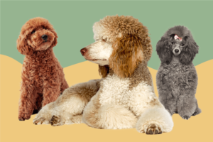 How To Train a Poodle – A Simple and Complete Guide