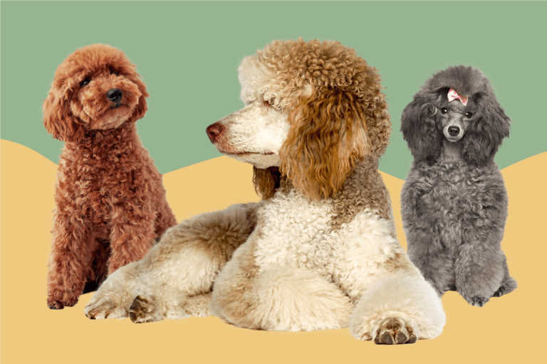 How To Train a Poodle – A Simple and Complete Guide