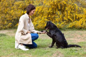 Animal Behavior Trainer Guide: Solving Common Pet Behavior Problems