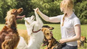 Best Behavior Pet Training – Easy Tips for Every Pet Owner