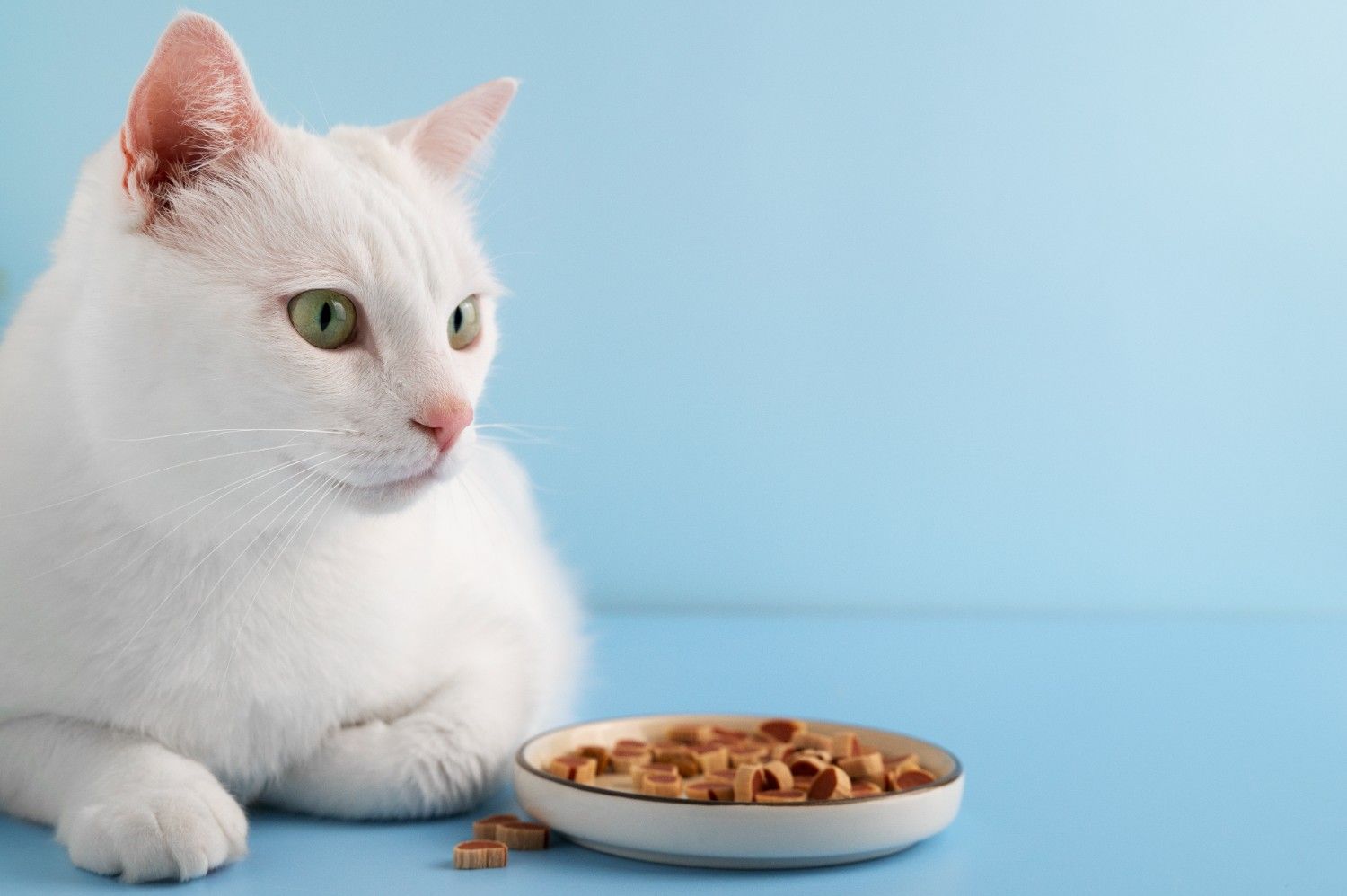 White cat with green eyes sitting beside a bowl of healthy weight cat food on a blue background.