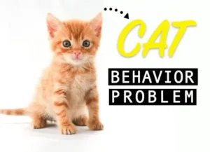 Understanding Pet Cat Behavior: Insights for Cat Owners