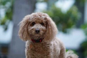 Common Poodle Health Issues and How You Can Prevent Them