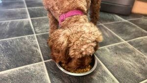 Royal Canin Poodle Food: Tailored Nutrition for Poodles 