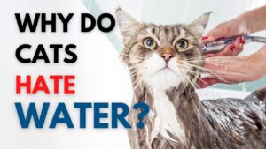 Why Cats Hate Water? Understanding Their Fear and Behavior
