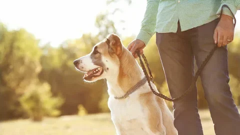 Animal Based Lifestyle: Easy Guide to Health and Energy