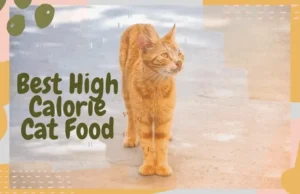 High Calorie Cat Food: The Ultimate Guide to Weight Gain and Recovery Nutrition for Cats