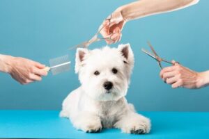 Is Grooming Behavior Learned in Animals? A Complete Guide