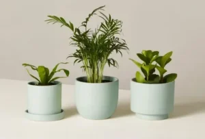 10 Beautiful and Pet-Safe Houseplants for a Healthy Home