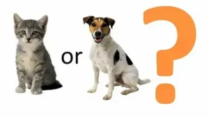 5 Tips to Easily Change Your Dog or Cat’s Routine for a Happier, Healthier Pet