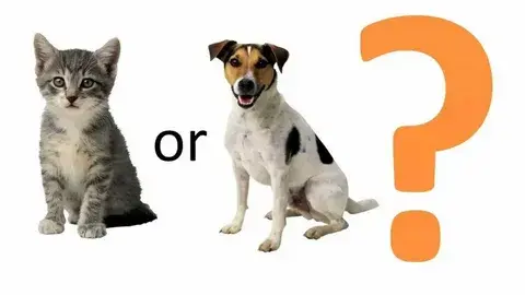 5 Tips to Easily Change Your Dog or Cat’s Routine – Simple pet care guide for adjusting daily habits of cats and dogs.