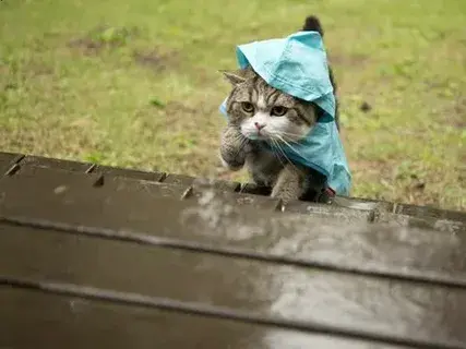 A grumpy-looking cat wearing a small blue raincoat walks outside on a rainy day, with wet wooden planks in the foreground and grass in the background.