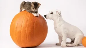 The Benefits of Pumpkin for Your Dog or Cat: A Complete Guide to Pumpkin for Pets 