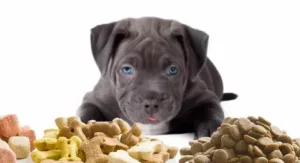 Best Dog Food for Pitbulls: Complete Guide to Nutrition and Muscle Building (2025)