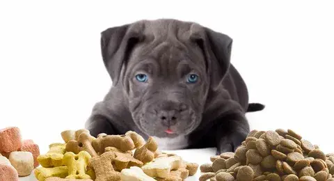 A cute Pitbull puppy with bright blue eyes lying down near different types of kibble and treats, representing the Best Dog Food for Pitbulls.