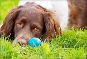 Common Pet Health Issues Every Pet Owner Should Know About