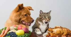 How Animals Eat Their Food: An Insight into Different Feeding Habits