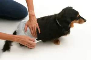 How To Put a Dog Diaper on Your Pooch Easily