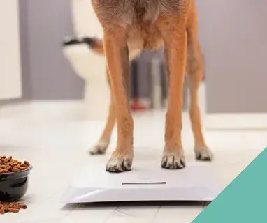 Dog standing on a weighing scale with a bowl of kibble nearby – How To Tell If Your Dog Is At A Healthy Weight.