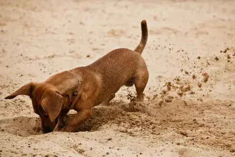 How to Get a Dog to Stop Digging Effective training tips to prevent destructive digging behavior in dogs.