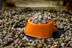 How to Soften Dry Cat Food Into Wet Cat Food: A Complete Guide for Pet Parents