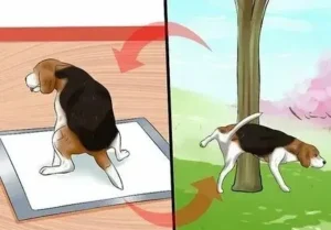 How to Train a Dog To Use a Pee Pad Easily at Home