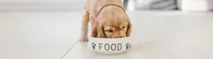 Puppy Feeding Guidelines – A Complete Guide for New Pet Parents
