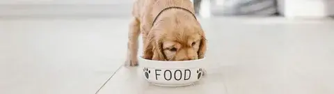 Puppy Feeding Guidelines – A Complete Guide for New Pet Parents