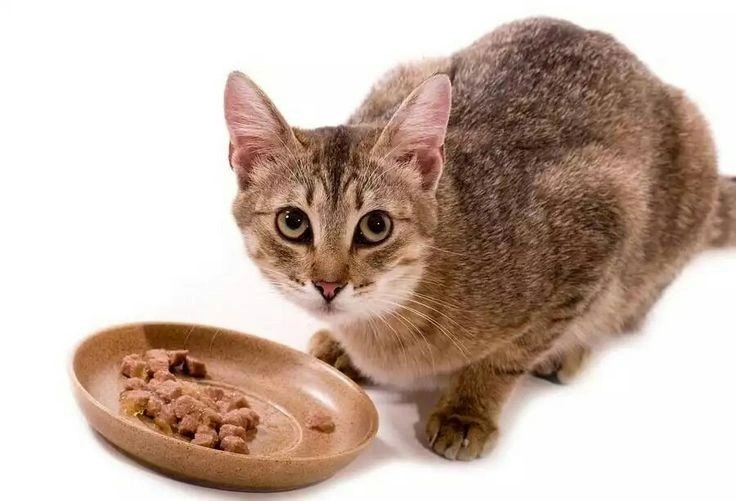 Cat eating soft cat food from a bowl – nutritious wet food option for healthy digestion and hydration.