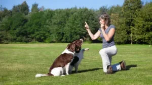 The Benefits of Dog Training for Older Dogs: It’s Never Too Late to Teach New Tricks