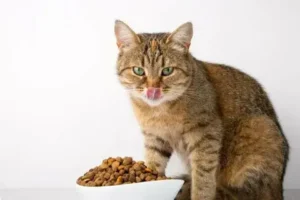 Best Places to Buy Dry Food for Cats in USA: Complete Guide
