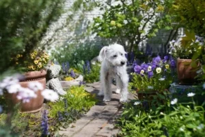 10 Fantastic Pet-Friendly Plants for Your Garden: Keep Pets Safe